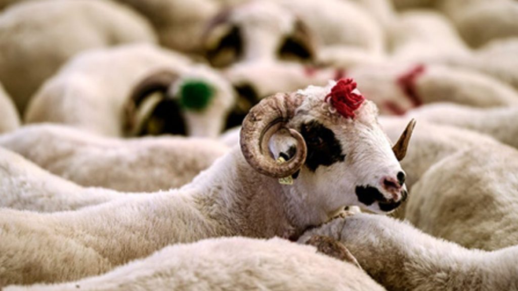 Hacıbektaş Kurbanlık